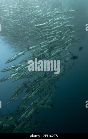 Darkfin Barracuda, barracuda croisé, Darkfin Barracuda, Barracuda croisé, autres animaux, Poisson, Perch-like, animaux, Blackfin Barr Banque D'Images