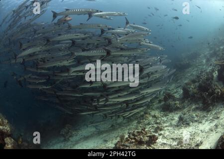 Darkfin Barracuda, barracuda croisé, Darkfin Barracuda, Barracuda croisé, autres animaux, Poisson, Perch-like, animaux, Blackfin Barr Banque D'Images