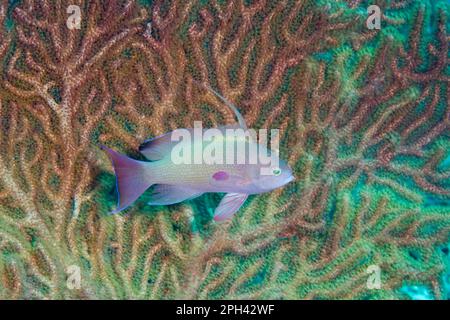 Poisson-festier, anthias (Pseudanthias huchtii), poisson-mer, autres animaux, poisson, animaux, Threadfin Anthias immature mâle, nageant à côté du corail Banque D'Images