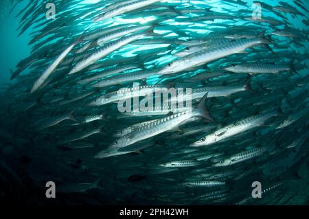 Darkfin Barracuda, barracuda croisé, Darkfin Barracuda, Barracuda croisé, autres animaux, Poisson, Perch-like, animaux, Blackfin Barr Banque D'Images