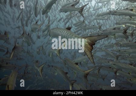 Darkfin Barracuda, barracuda croisé, Darkfin Barracuda, Barracuda croisé, autres animaux, Poisson, Perch-like, animaux, Blackfin Barr Banque D'Images