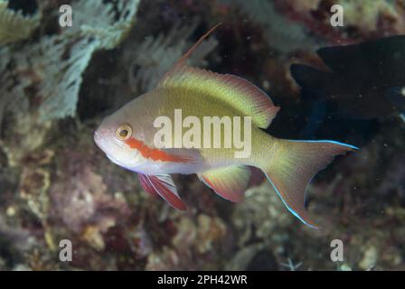 Poisson-festier, anthias (Pseudanthias huchtii), poisson-mer, autres animaux, poisson, animaux, Threadfin Anthias adulte, baignade dans le récif, Lembeh Banque D'Images