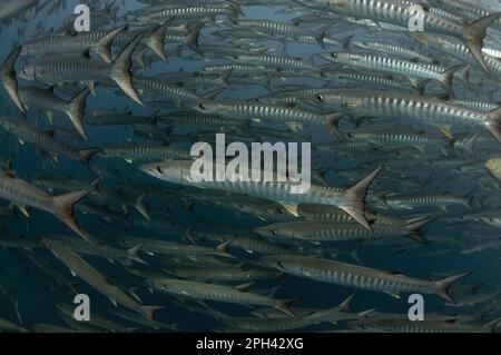 Darkfin Barracuda, barracuda croisé, Darkfin Barracuda, Barracuda croisé, autres animaux, Poisson, Perch-like, animaux, Blackfin Barr Banque D'Images