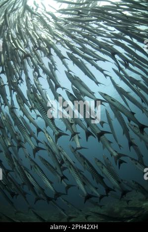 Darkfin Barracuda, barracuda croisé, Darkfin Barracuda, Barracuda croisé, autres animaux, Poisson, Perch-like, animaux, Blackfin Barr Banque D'Images