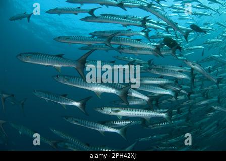 Darkfin Barracuda, barracuda croisé, Darkfin Barracuda, Barracuda croisé, autres animaux, Poisson, Perch-like, animaux, Blackfin Barr Banque D'Images