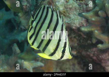 Poisson-mouche à huit bandes (Chaetodon octofasciatus), poisson-mouche à bandes aériennes, autres animaux, poisson, Perch-like, Animaux, butterflyfish, huit bandes Banque D'Images