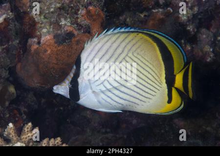 Poisson-fond vagabond adulte (Chaetodon vagabundus), baignade dans le récif la nuit, île de Wetar, îles Barat Daya, îles Lesser Sunda, Maluku Banque D'Images