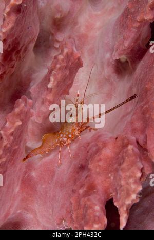 Sulawesi, crevettes à nez long, crevettes à nez long, autres animaux, crabes, Crustacés, animaux, crevettes à bec charnière de Henderson (Cinetorhynchus hendersoni) Banque D'Images