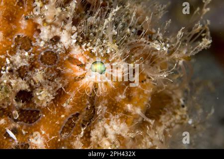 Grenouilles striées (Antennarius striatus), Frogfish rayé, autres animaux, poisson, Frogfish, Animaux, Frogfish rayé adulte, gros plan de l'œil, Lembeh Banque D'Images