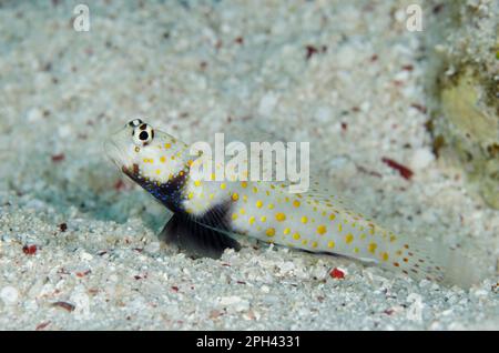 Gobie partenaire, gobie de crevettes tachetées (Amblyeleotris guttata), autres animaux, poissons, animaux, gobies, Crevettes tachetées goby adulte, reposant sur le sable à la terrier Banque D'Images