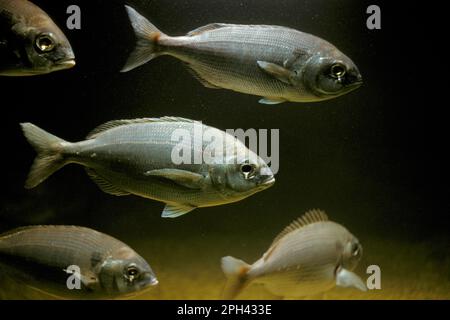 Pagellus centrodontus, dorade à taches noires (Pagellus bogaraveo), dorade de la mer Rouge, Perche grise, autres animaux, poisson, Perch-like, animaux, le Breau de la mer Rouge Banque D'Images