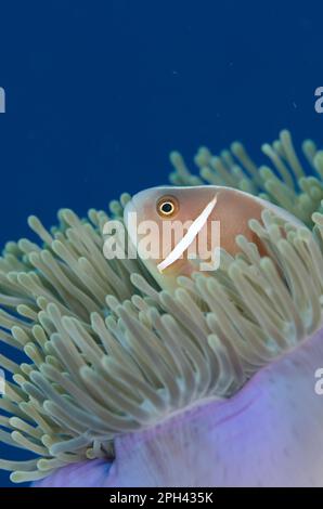 Poisson-clowfish rose (Amphiprion perideraion), adulte, entre les tentacules de la magnifique mer anemone de mer magnifique (Heteractis Banque D'Images