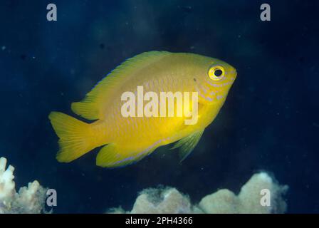 Citron Damsel (Pomacentrus molucensis) adulte, natation, Lembeh Straits, Sulawesi, Iles Sunda, Indonésie Banque D'Images