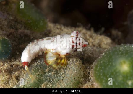 Dragonet de Moyer, Lyrefrish de Moyer, autres animaux, poissons, animaux, Lyrefish, jeune dragonet de Moyer (Synchiropus moyeri), île Ambon, Maluku Banque D'Images