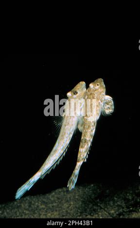 Libellule (Callionymus lyra), lyrefich rayé, lyrefich, animaux, autres animaux, Poissons, Dragonet commun mâles et femelles commencent 'nain tupial' Banque D'Images