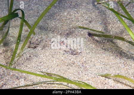 Commun Dragonet (Callionymus lyra) adulte, enterré sur fond sablonneux parmi l'eelgrass, Swanage, Dorset, Angleterre, Royaume-Uni Banque D'Images