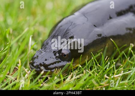 Anguille européenne (Anguilla anguilla) adulte, gros plan de la tête, sur l'herbe, la rivière Trent, le tinghamshire, Angleterre, Royaume-Uni Banque D'Images