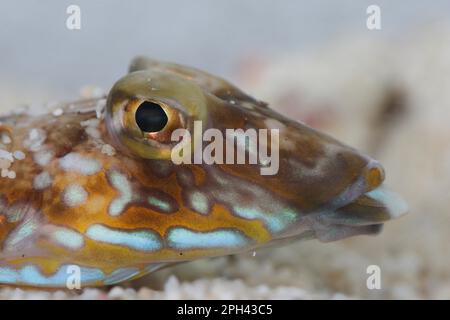 Libellule (Callionymus lyra), lyrefich rayé, lyrefich, animaux, autres animaux, Poissons, Dragonet commun adulte, gros plan de la tête, Gibraltar Banque D'Images