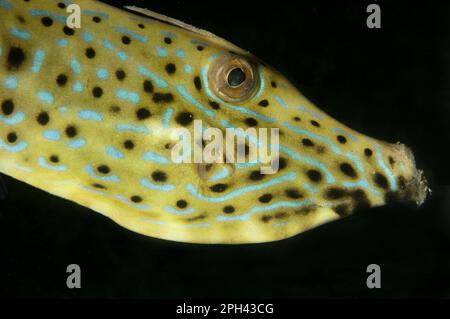 Corégone frapé (Aluterus scriptus) adulte, gros plan de la tête, la nuit, île de Lembeh, détroit de Lembeh, Sulawesi, îles de la Grande Sunda, Indonésie Banque D'Images