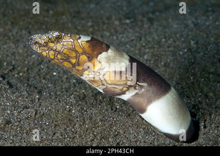 Couleuvre Bonapart, couleuvre Bonapart (Ophichthus bonaparti), anguilles, autres animaux, poissons, animaux, Napoleon serpent-anguille adulte, enterré dans le sable noir Banque D'Images