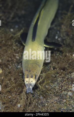 Highfin Snake-eel (Ophichthus altipennis) adulte, gros plan de la tête, nage libre sur le sable noir la nuit, Lembeh Straits, Sulawesi, Greater Sunda Banque D'Images