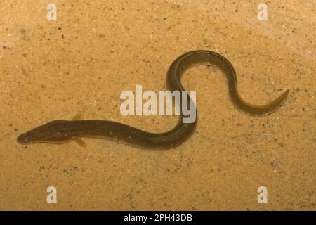 Anguille d'Europe, anguilles d'Europe (Anguilla anguilla), anguilles, autres animaux, poissons, animaux, EEL européen adulte, en eau peu profonde sur le sable, Norfolk, Angleterre Banque D'Images