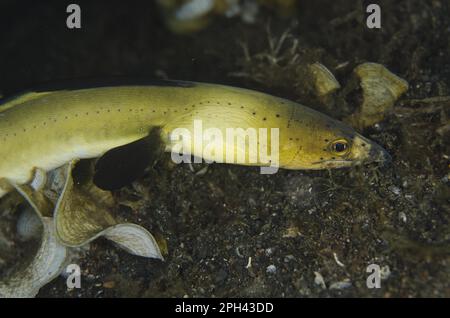 Highfin Snake-eel (Ophichthus altipennis) adulte, gros plan de la tête, nage libre sur le sable noir la nuit, Lembeh Straits, Sulawesi, Greater Sunda Banque D'Images