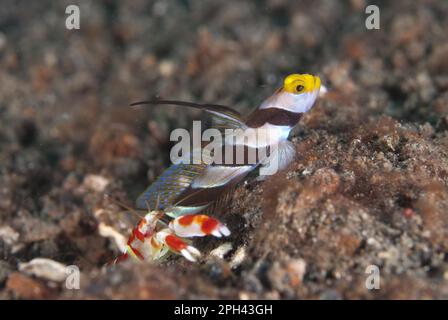 Yellowose Shrimpgoby (Stonogobiops xanthorhinica) adulte, avec la crevette de Randall (Alpheus randalli) à l'entrée du trou sur sable noir, Lembeh Banque D'Images