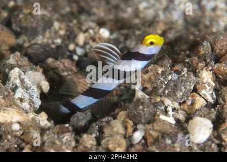 Yellowose Shrimpgoby (Stonogobiops xanthorhinica) adulte, à l'entrée du trou sur sable noir, détroit de Lembeh, Sulawesi, îles Sunda, Indonésie Banque D'Images