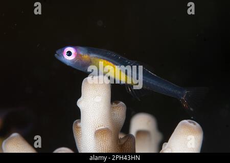 Redeye planant Goby (Bryaninops natans) adulte, reposant sur le corail (Acropora sp.), le détroit de Lembeh, Sulawesi, les îles Sunda, Indonésie Banque D'Images