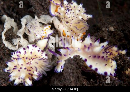 Mexichromis Nudibranch (Mexichromis multituberculata) adultes à plusieurs pustules, groupe avec des œufs sur le sable, Seraya, Bali, Iles Lesser Sunda, Indonésie Banque D'Images