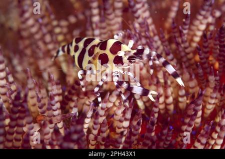 Crevette Coleman (Periclilènes colemani) adulte, sur l'oursin à feu variable (Asthenosoma varium), île d'Ambon, îles de Maluku, mer de Banda, Indonésie Banque D'Images