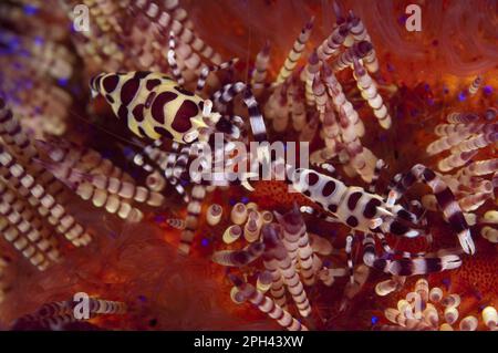 Crevettes Coleman (Periclilènes colemani), paire adulte, sur l'oursin à feu variable (Asthenosoma varium), île d'Ambon, îles de Maluku, mer de Banda, Indonésie Banque D'Images