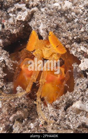 Crevettes mantis, crevettes mantis, autres animaux, crustacés, animaux, Golden Spearing Mantis Shrimp (Lysiosquilloides mapia) adulte, dans le trou la nuit Banque D'Images