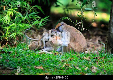 Singe pates commun (Erythrocebus pates pates), famille, pair avec le jeune comportement social Banque D'Images