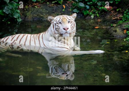 Tigre du Bengale royal (Panthera tigris tigris) forme blanche, tigre blanc, tigre du Bengale, tigre du bengale, adulte dans l'eau, Inde Banque D'Images