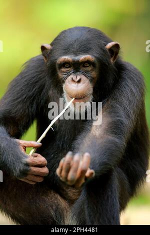 Chimpanzé (Pan troglodytes), portrait de mendicité sous-adulte, troglodytes d'Afrique) Banque D'Images