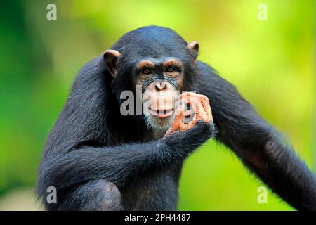 Chimpanzé (Pan troglodytes), portrait de sous-adulte, troglodytes d'Afrique) Banque D'Images