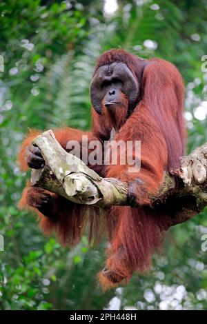 Orang Utan, adulte mâle sur arbre, captif, Singapour, Asie du Sud-est (Pongo pygmaeus) Banque D'Images