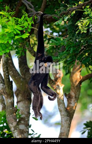 Gibbon à joues jaunes, homme adulte, Asie (Nomascus gabriellae) Banque D'Images