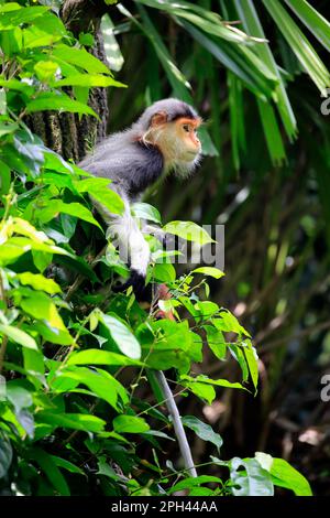 Douc (Pygathrix nemaeus), alimentation adulte sur arbre Banque D'Images