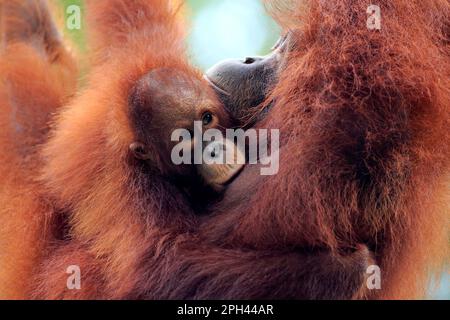 Orang Utan, femme avec un jeune portrait de succion, captive, Singapour, Asie du Sud-est (Pongo pygmaeus) Banque D'Images