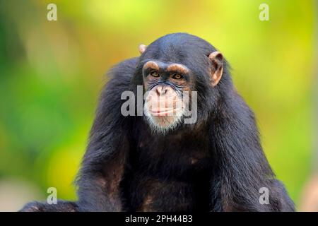 Chimpanzé (Pan troglodytes), portrait de sous-adulte, troglodytes d'Afrique) Banque D'Images