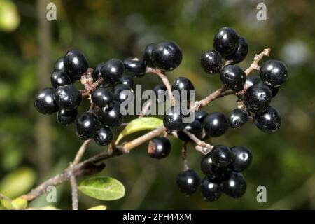 Commune sauvage (Ligustrum vulgare) Banque D'Images