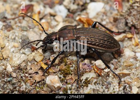 Coléoptère granulé (Carabus granulatus) Banque D'Images