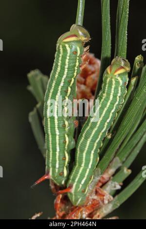 Hawk Moth pin Banque D'Images