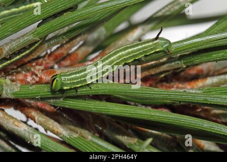 Hawk Moth pin Banque D'Images