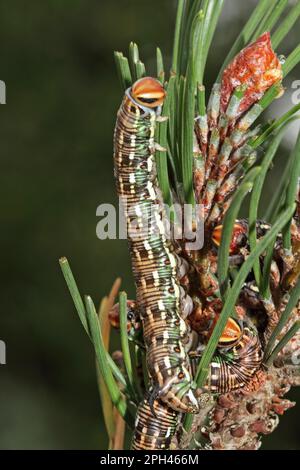 Hawk Moth pin Banque D'Images