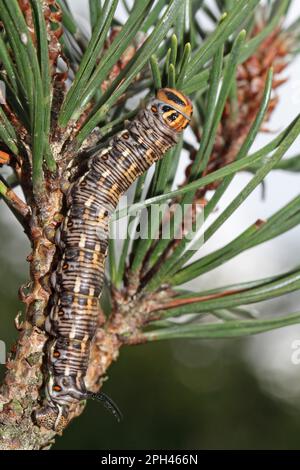 Hawk Moth pin Banque D'Images