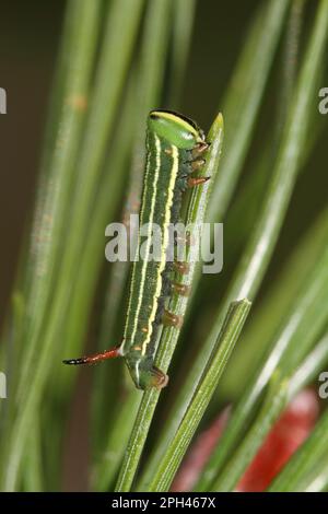 Hawk Moth pin Banque D'Images